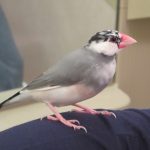 桜文鳥の温ちゃん