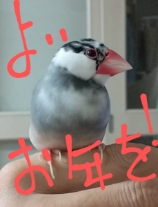 文鳥画像